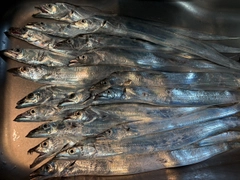 タチウオの釣果