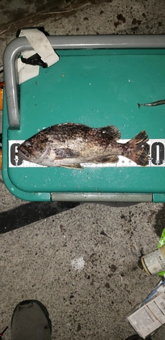 クロソイの釣果