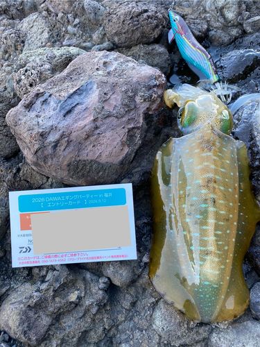 アオリイカの釣果