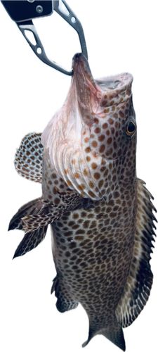 オオモンハタの釣果