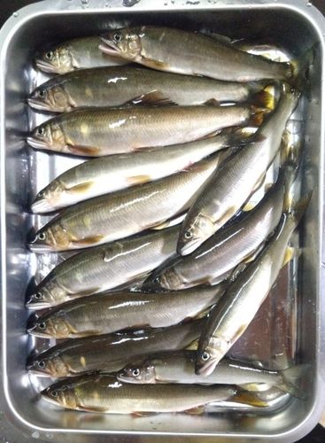 アユの釣果