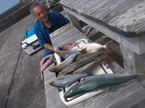 カンパチの釣果