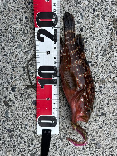 アコウの釣果