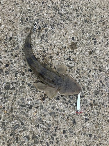 マゴチの釣果