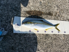 ヒラマサの釣果