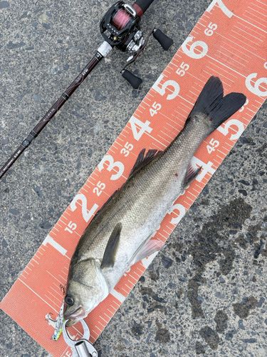 フッコ（マルスズキ）の釣果