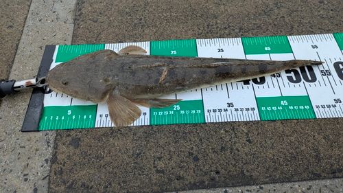 マゴチの釣果