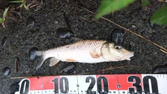 ニゴイの釣果