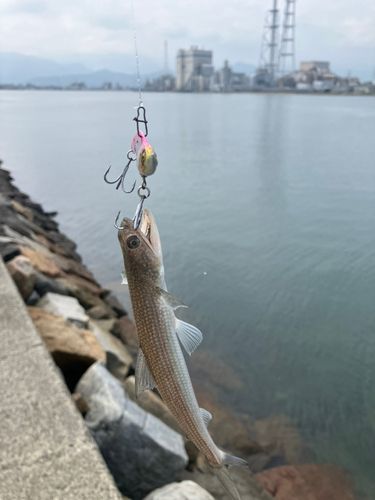 エソの釣果
