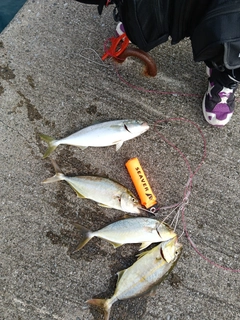 ショゴの釣果