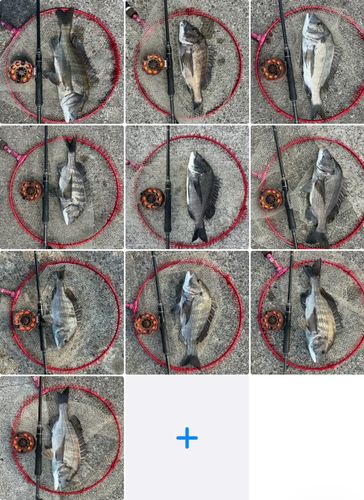 チヌの釣果
