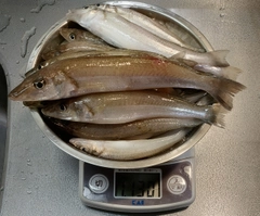 キスの釣果