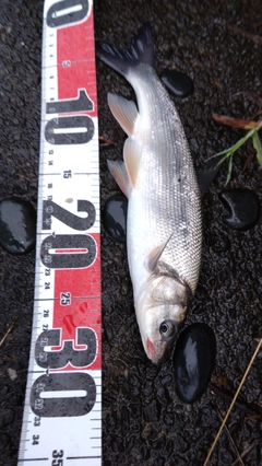 ウグイの釣果