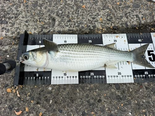 ボラの釣果