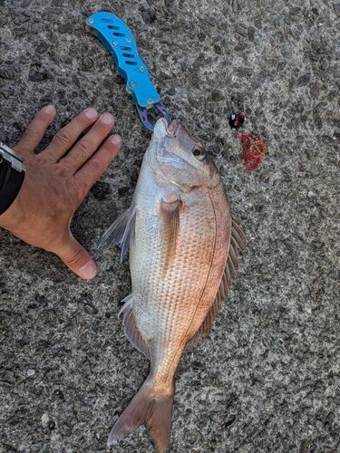 タイの釣果