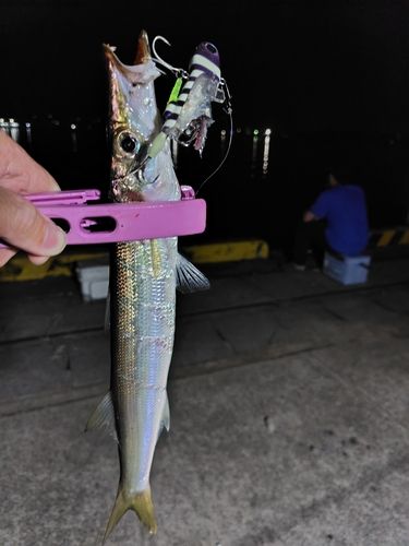 カマスの釣果