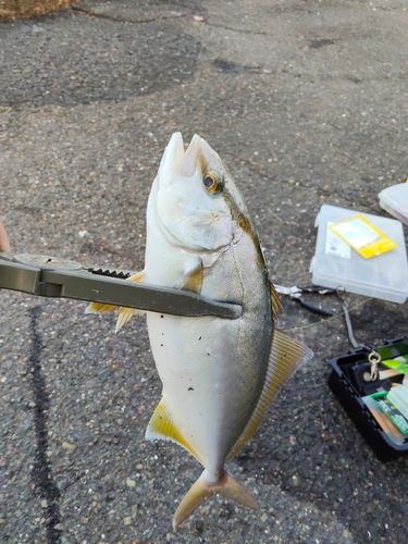 シオの釣果