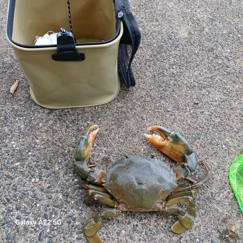 ノコギリガザミの釣果