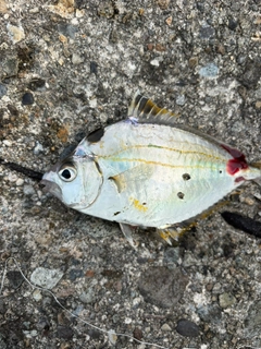 ヒイラギの釣果