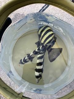 サンバソウの釣果