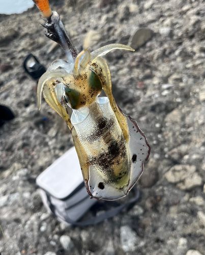 アオリイカの釣果
