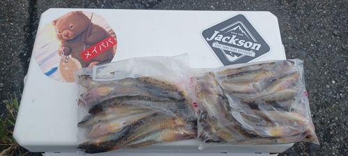 マハゼの釣果