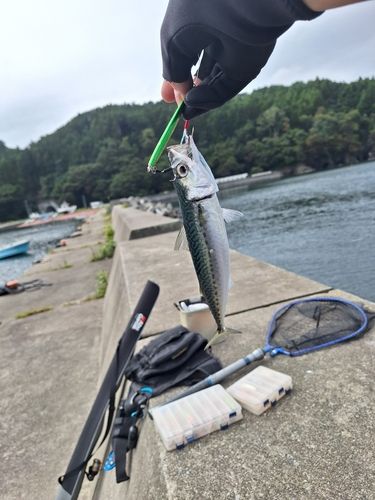 サバの釣果
