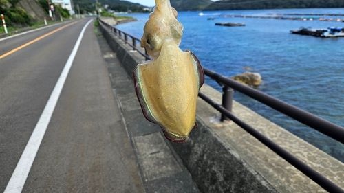 コウイカの釣果
