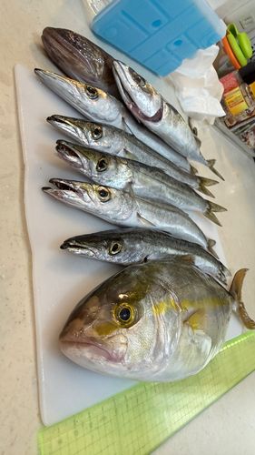 カマスの釣果