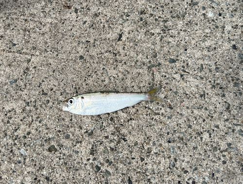 サッパの釣果