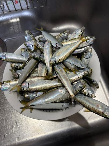 サッパの釣果