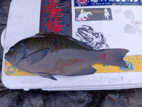 メジナの釣果