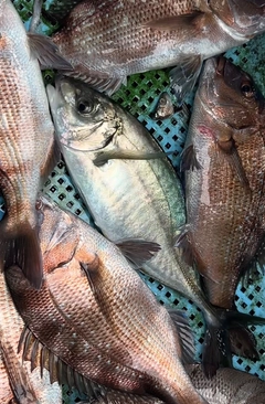 シマアジの釣果
