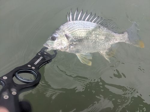 キビレの釣果