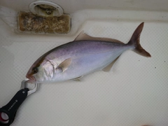 シオの釣果