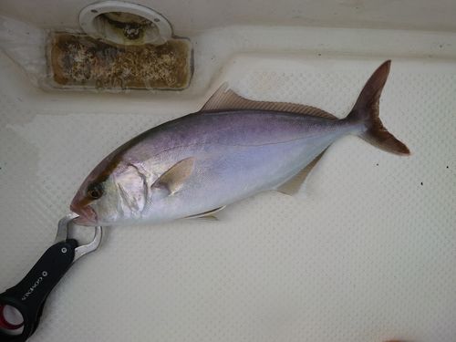 シオの釣果