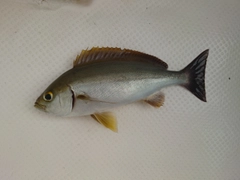 イサキの釣果