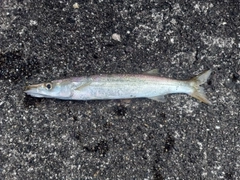 カマスの釣果