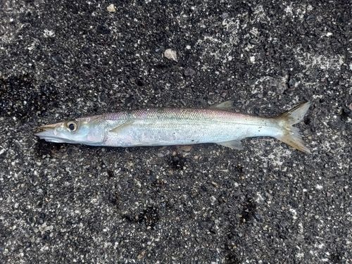 カマスの釣果