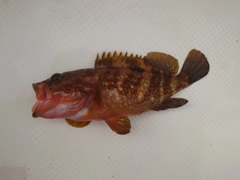 キジハタの釣果