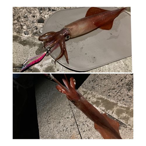 ケンサキイカの釣果