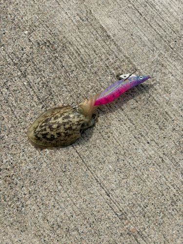 コウイカの釣果