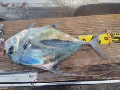 イトヒキアジの釣果