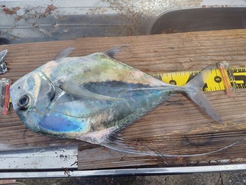 イトヒキアジの釣果