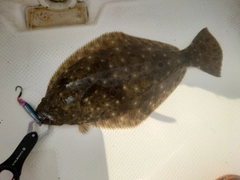 ヒラメの釣果
