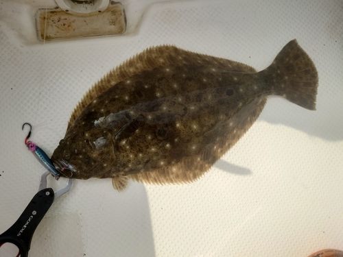 ヒラメの釣果