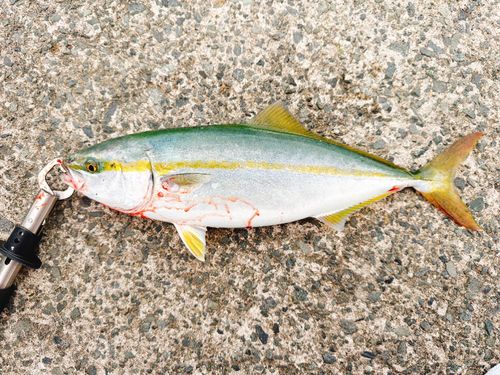 イナダの釣果