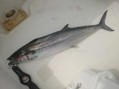 サゴシの釣果