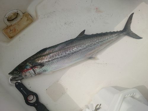 サゴシの釣果