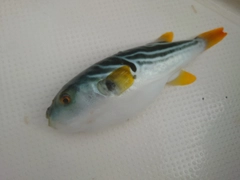 シマフグの釣果